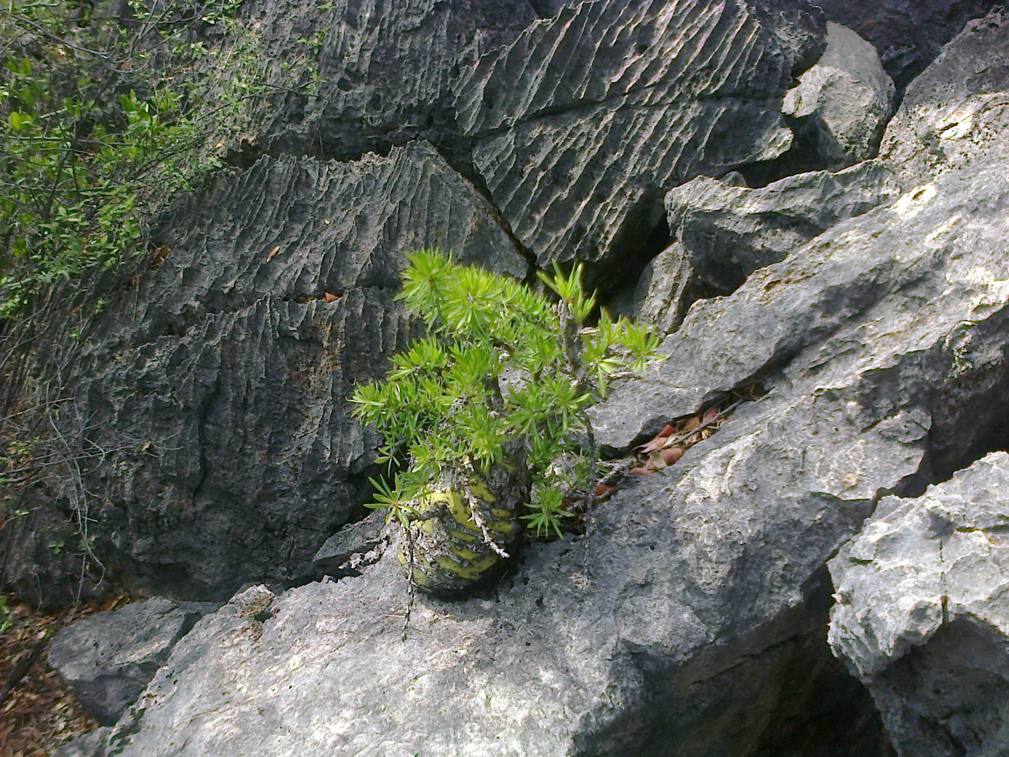 Fouquieria purpusii